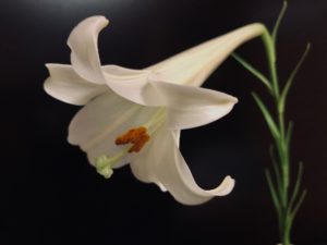 7月・8月はスペシャルで