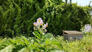 自分の体を花のように愛でる