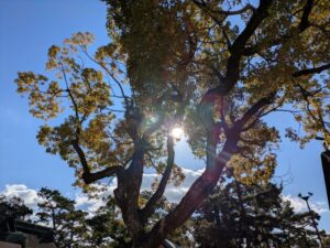 ライオンあくびには本質的な問題に向き合えるようになる可能性がある