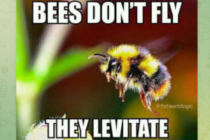 ‼️ ミツバチは飛ばない‼️