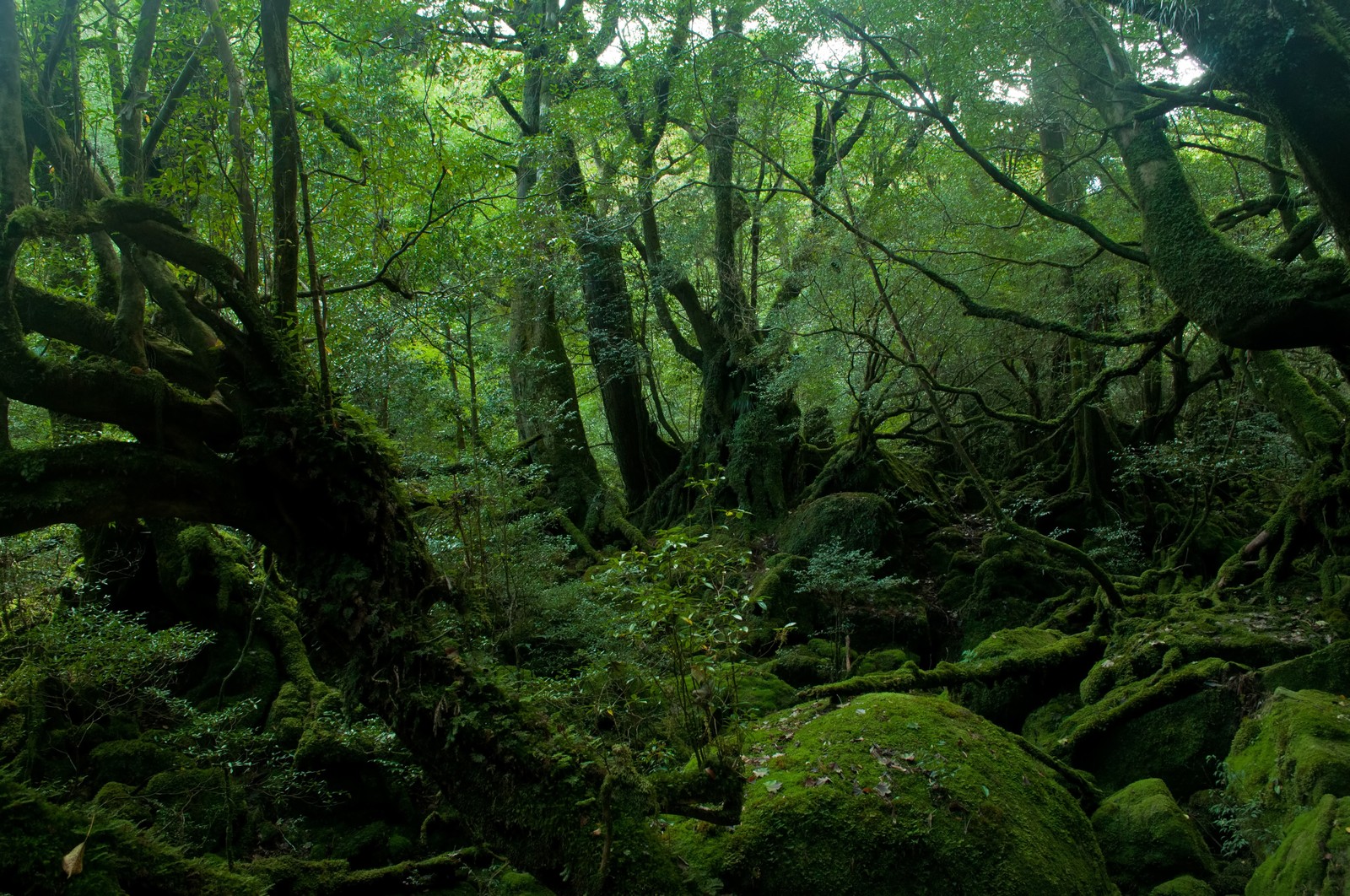 大地の植物と鉢植えの植物